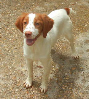 female Brittany puppy for sale
