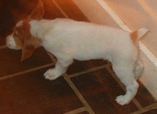 Brittany pup left view
