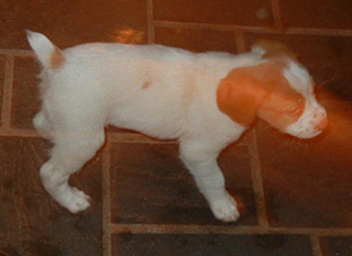 Brittany female pup right view