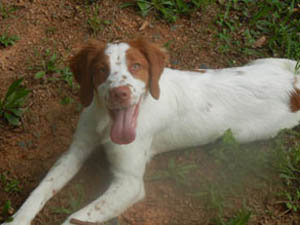 Brittany female puppy for sale