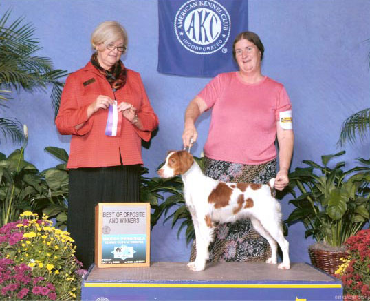 Ruffwood n KStar Sunsation AKC  major win